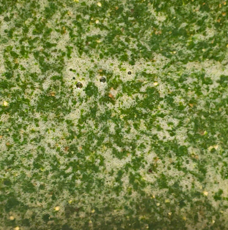 Ewedu (Jute leaves)